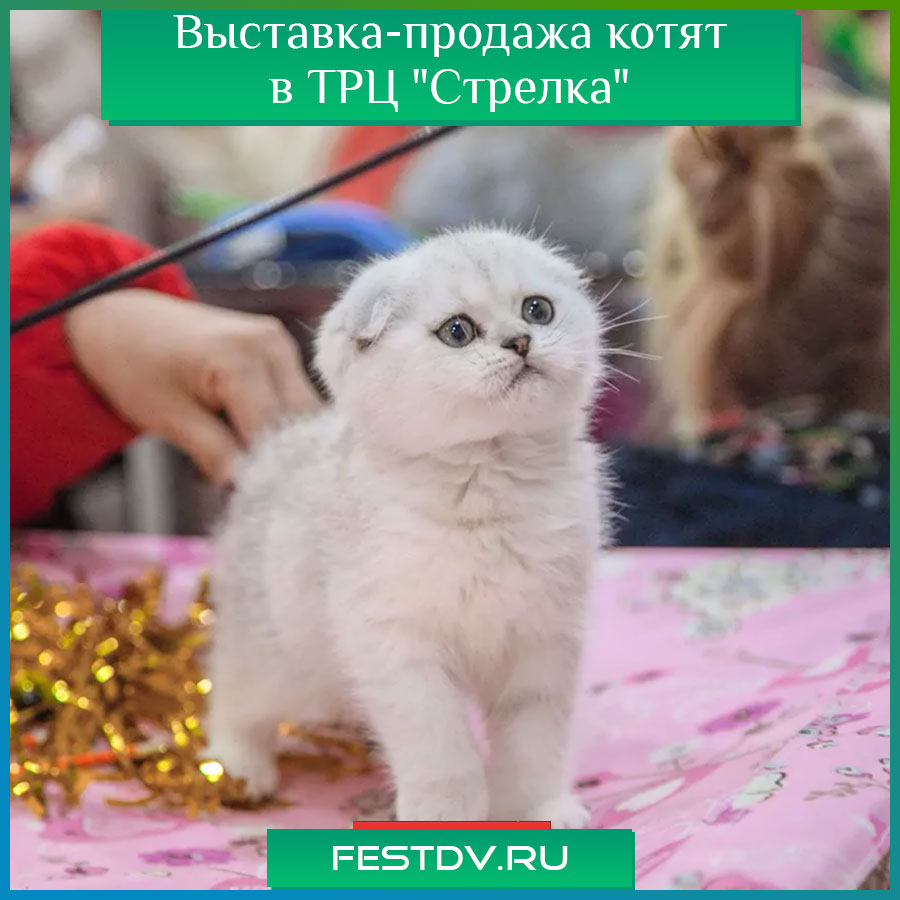 Выставка-продажа котят в ТРЦ Стрелка